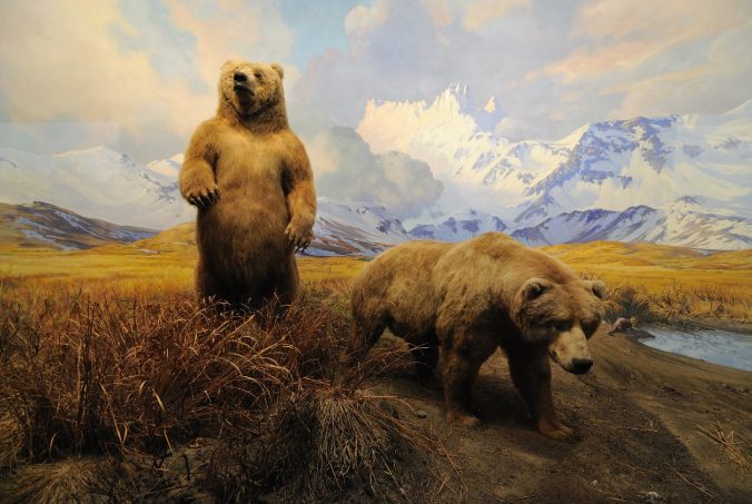 american-museum-collection-bear