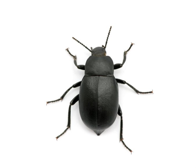 black-beetle