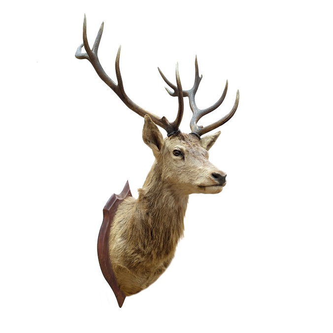deer-trophy-on-wall-mounted-white-background