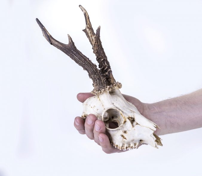 male-hand-holds-a-deer-skull
