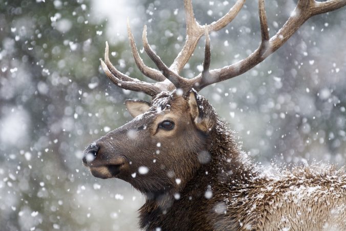 moose-in-the-snow