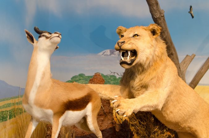 Which Animals Challenge Taxidermists the Most?