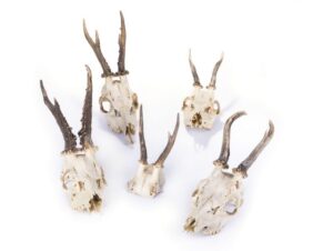 DIY Taxidermy for Trophy Skull Cleaning
