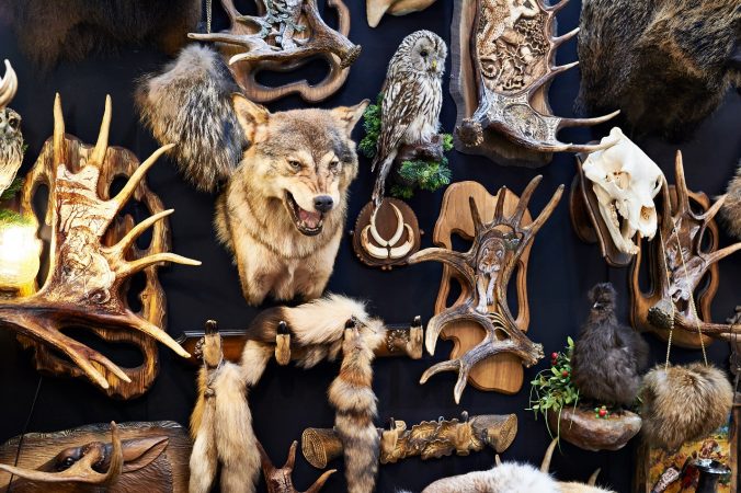 Taxidermy Dos and Don’ts