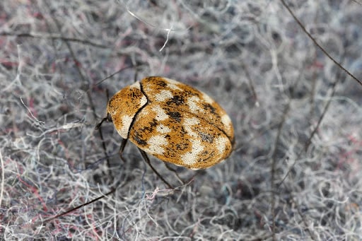 Protect Your Dermestid Beetles from Wild Carpet Beetle