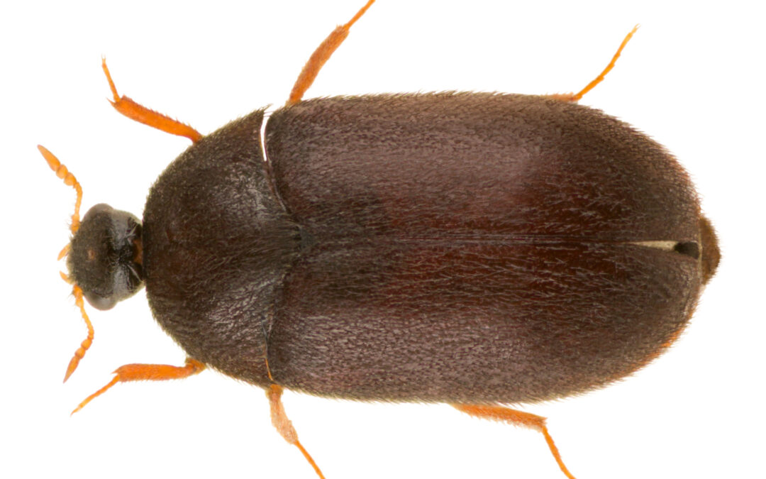 dermestid beetle