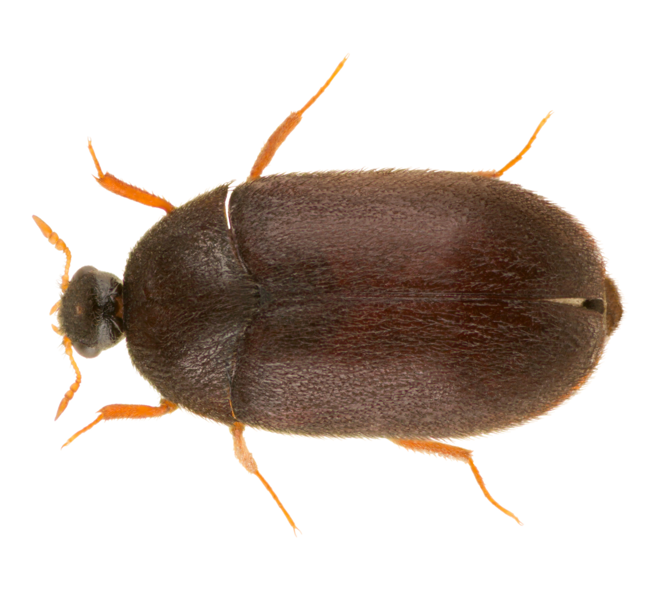 dermestid beetles