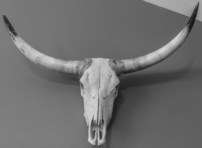 a-massive-animal-skull-hangs-on-the-wall