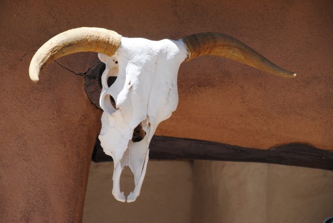 animal-skull-hangs-on-the-wall-