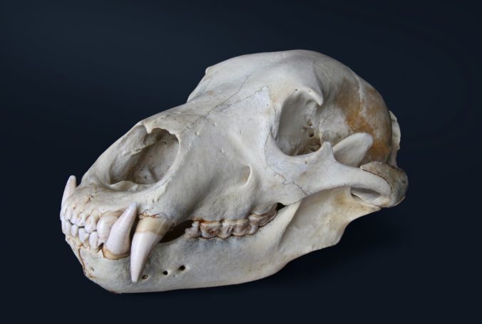 bear-skull