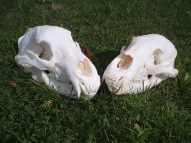 Kodiak Bones and bugs bear skulls