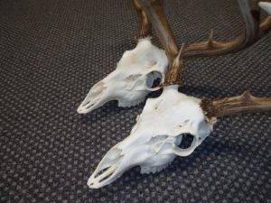 deer-skulls