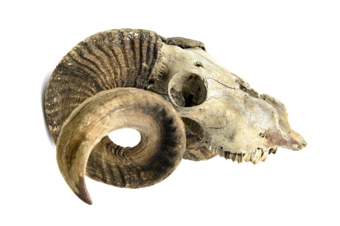goat-skull-with-horns-and-teeth
