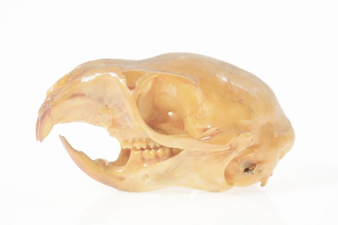 squirrel-skull