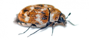 Dermestid Beetles for Animal Skull Artists