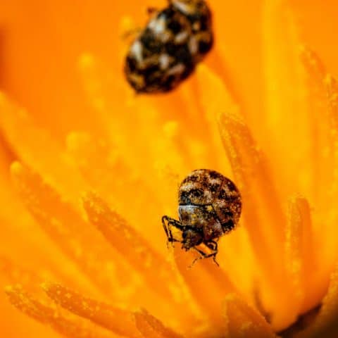 How To Protect Your Dermestid Beetles Kodiak Bones & Bugs