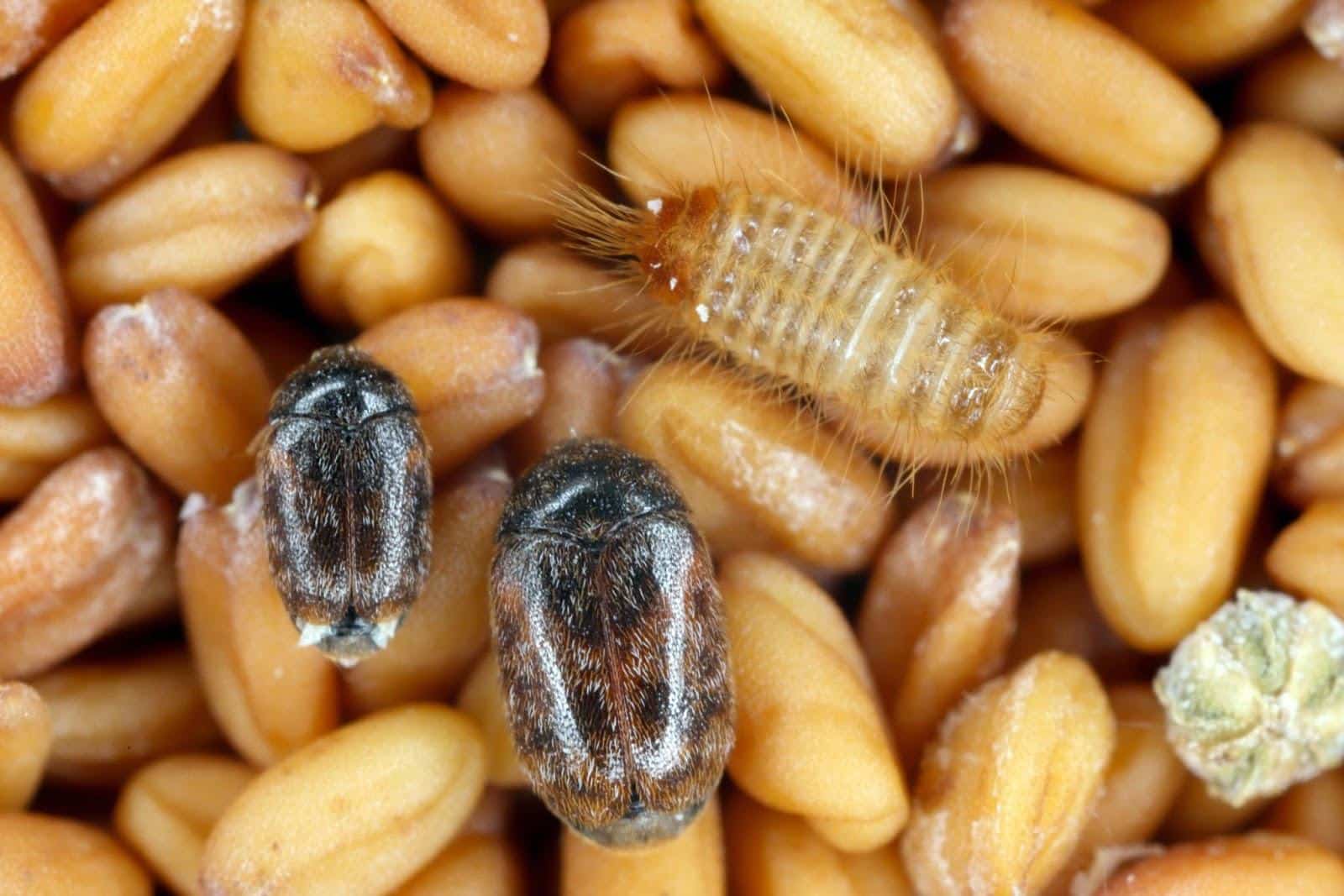 Beetles and larvae on seeds.