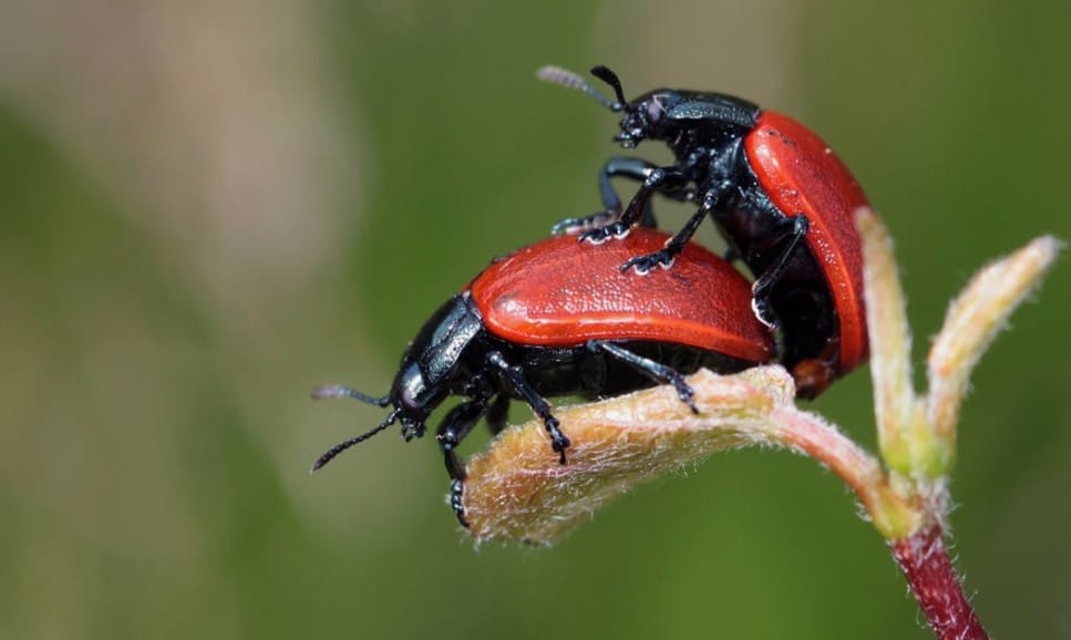 How Fast Do Dermestid Beetles Reproduce?