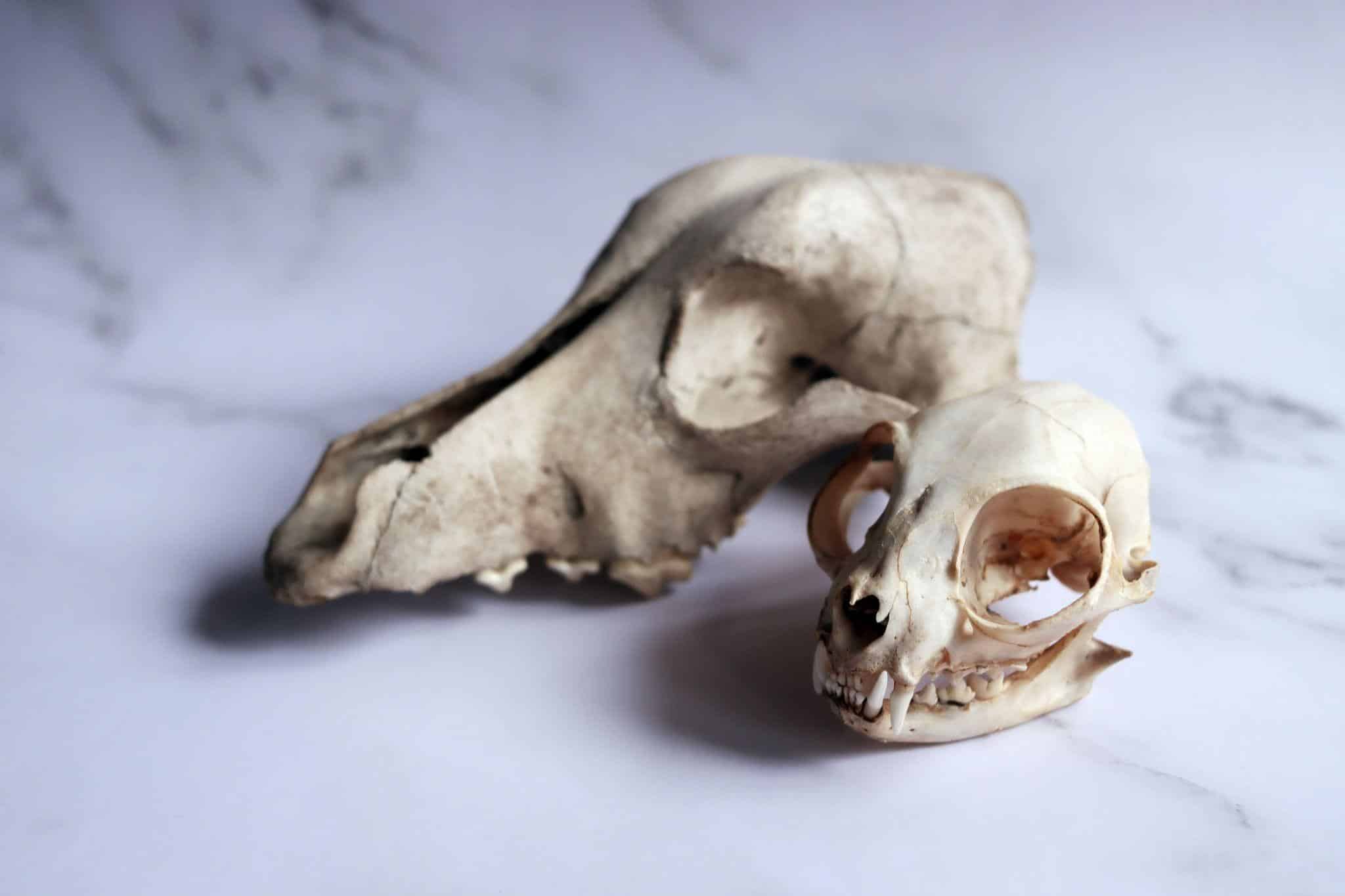 Feline skull in the foreground, in the background out of focus dog skull