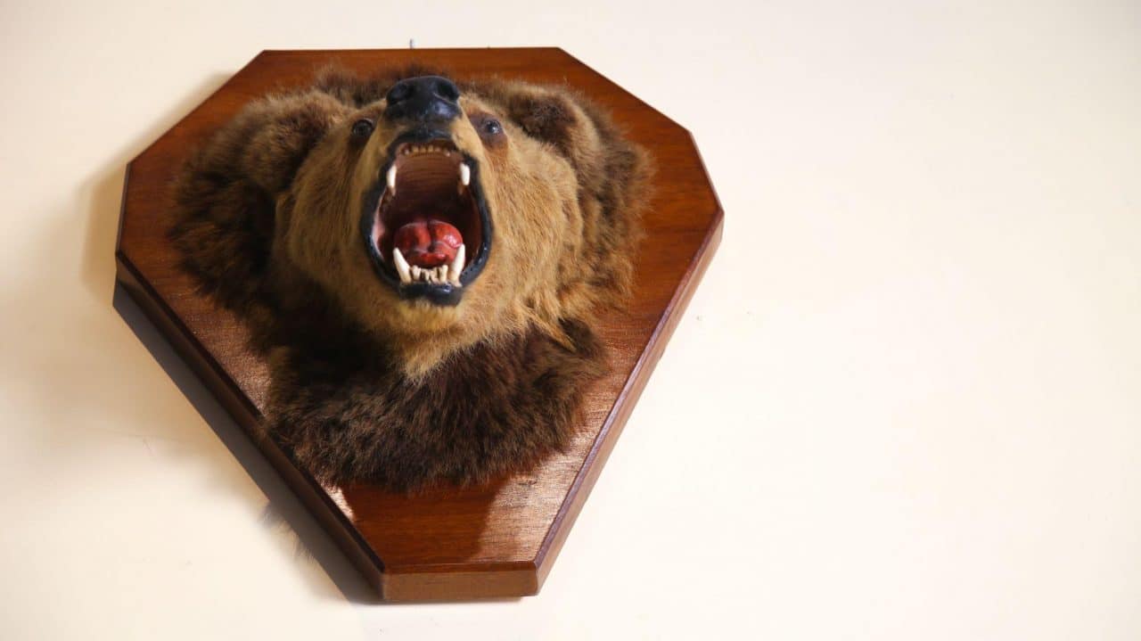 How to Clean Taxidermy Mounts Kodiak Bones and Bugs Taxidermy