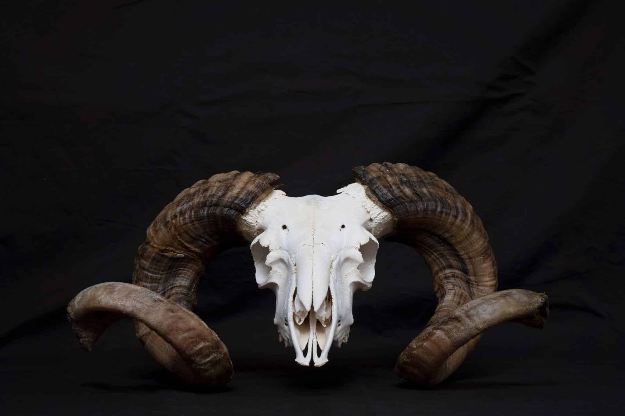 Goat skull with horns