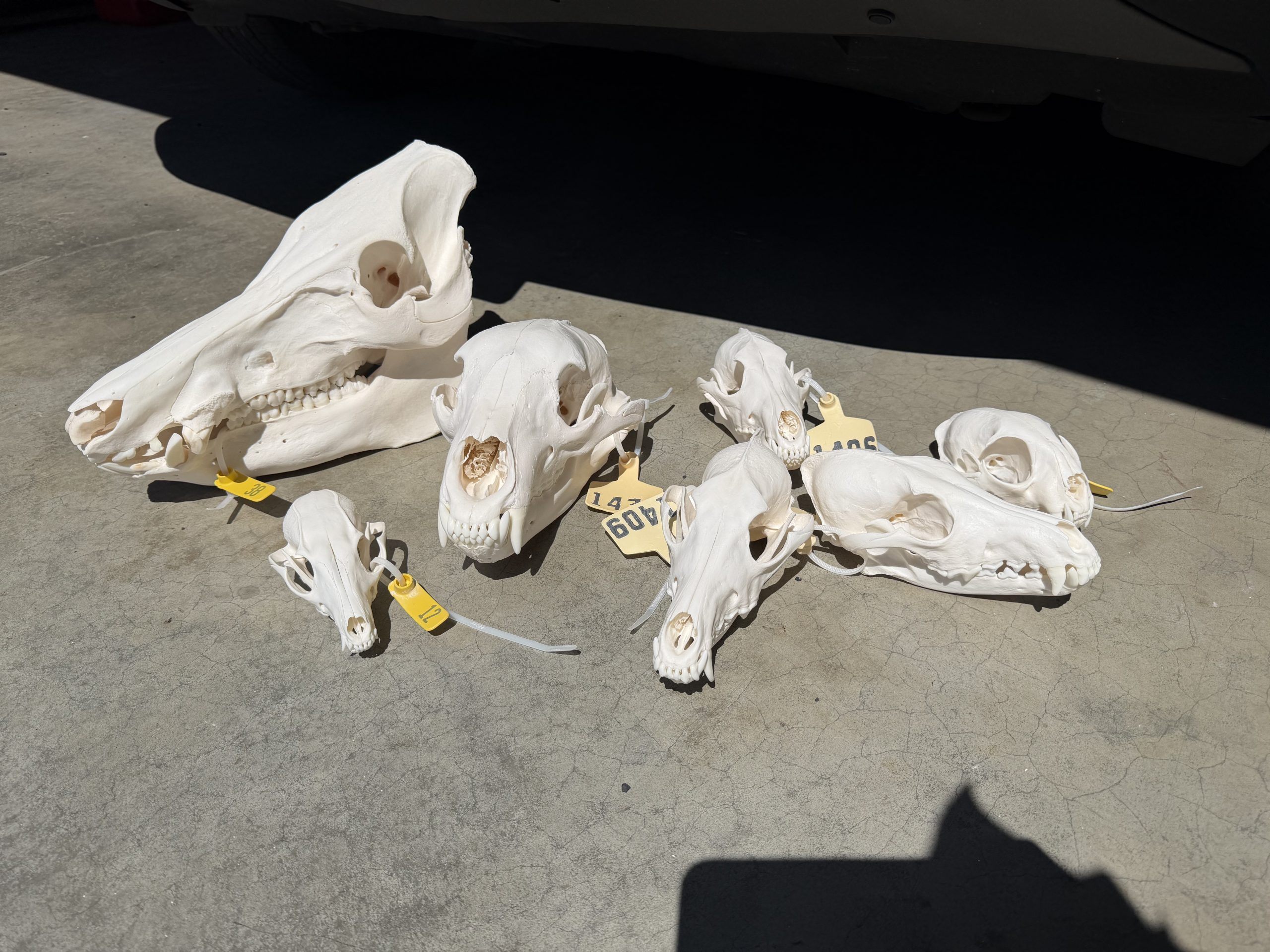 Assorted skulls with ID tags